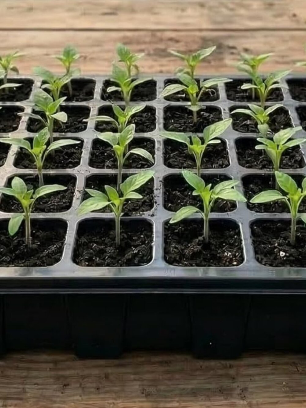 SET OF 5 GARDZEN SEED TRAY KITS